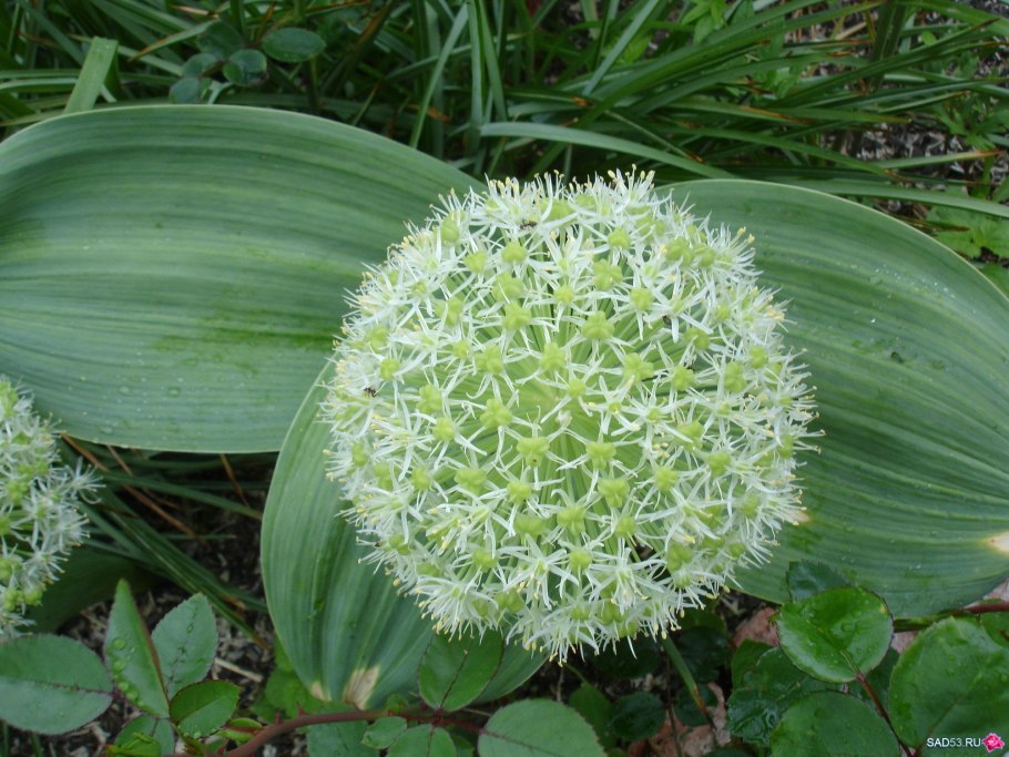 Allium galanthum