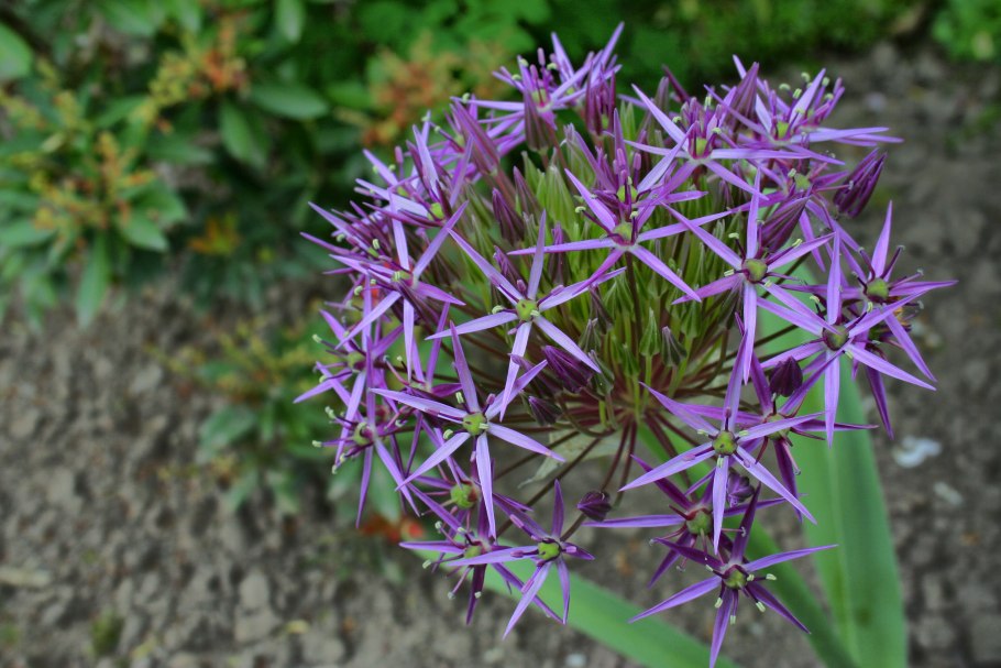 Allium christophii