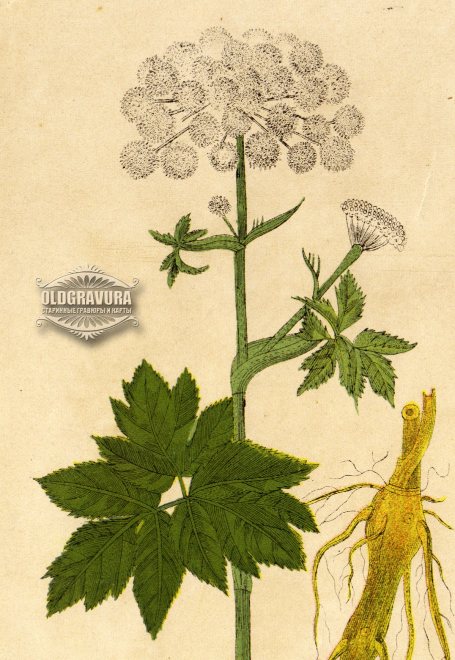 Peucedanum verticillata