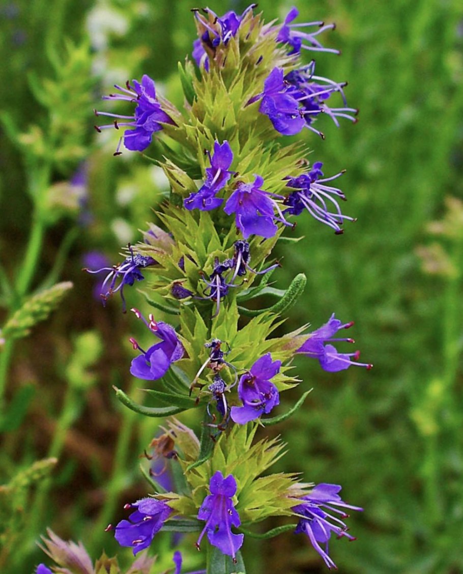 Иссоп лекарственный (Hyssopus officinalis)