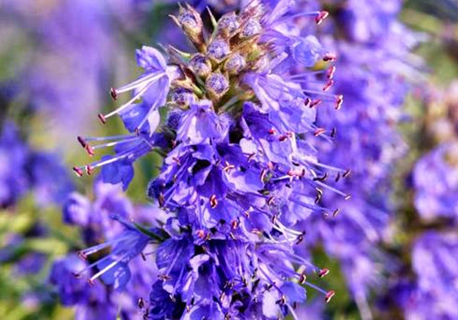 Иссоп officinalis aristatus
