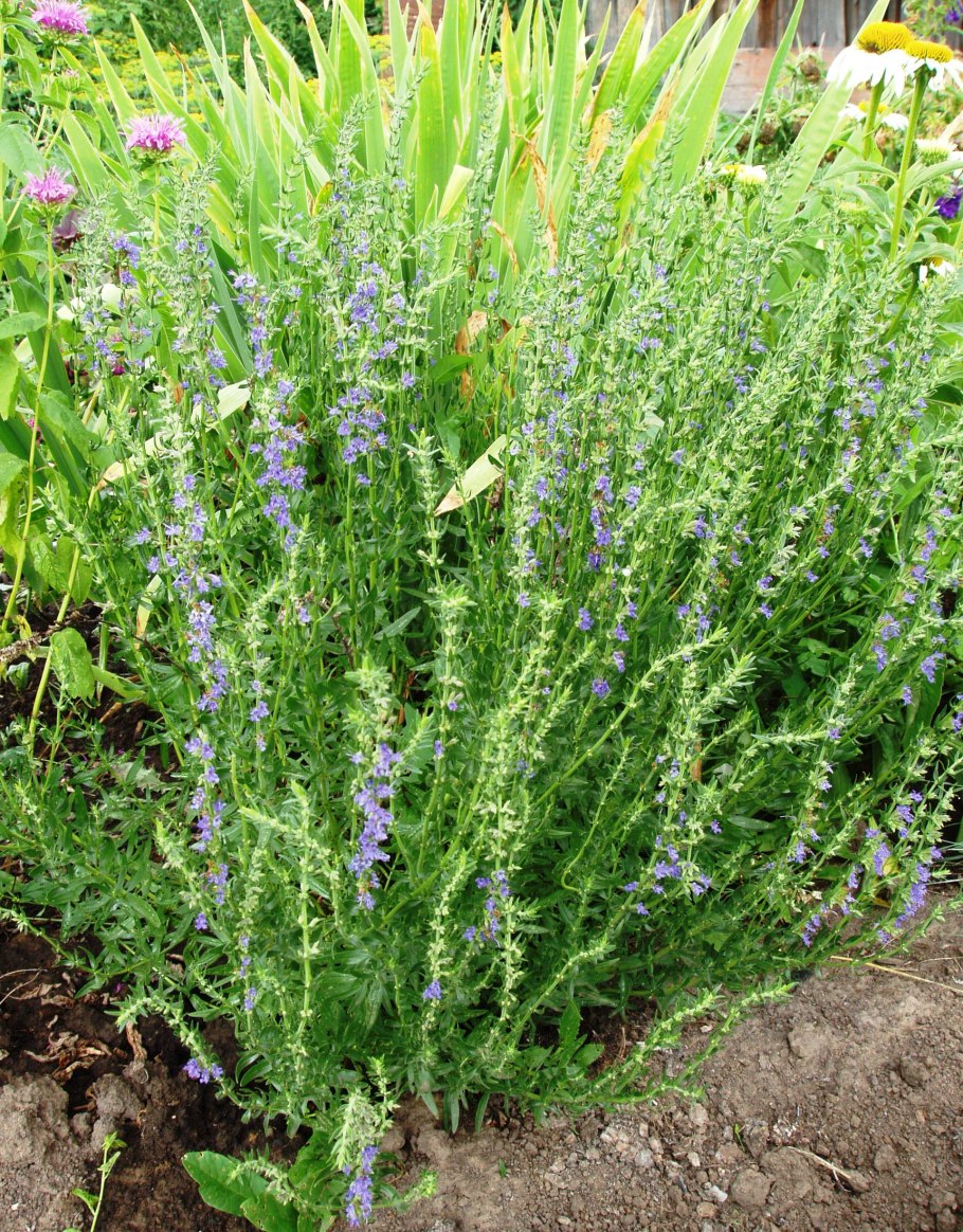 Иссоп лекарственный (Hyssopus officinalis) розовый