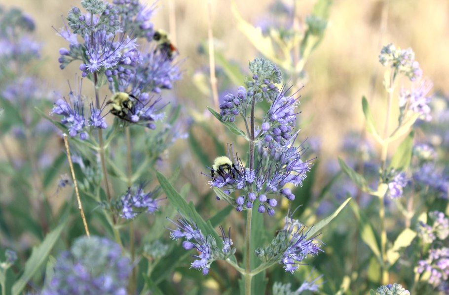 Иссоп лекарственный (Hyssopus officinalis)