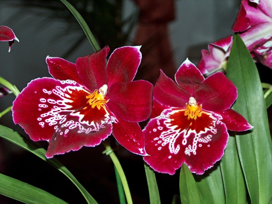 Орхидея Miltonia