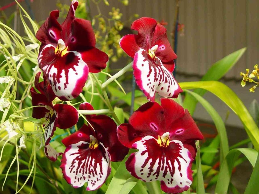 Мильтония Реньелли