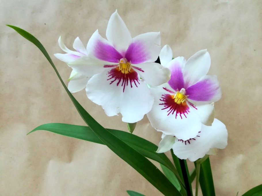 Мильтония (Miltonia)