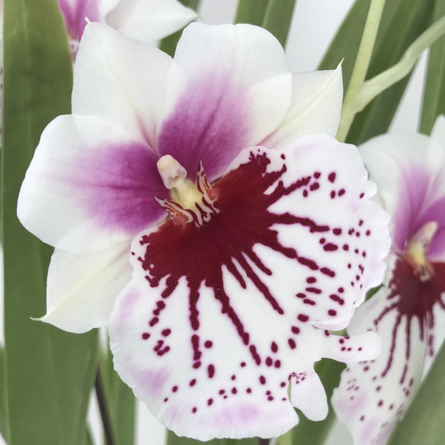 Орхидея Мильтония