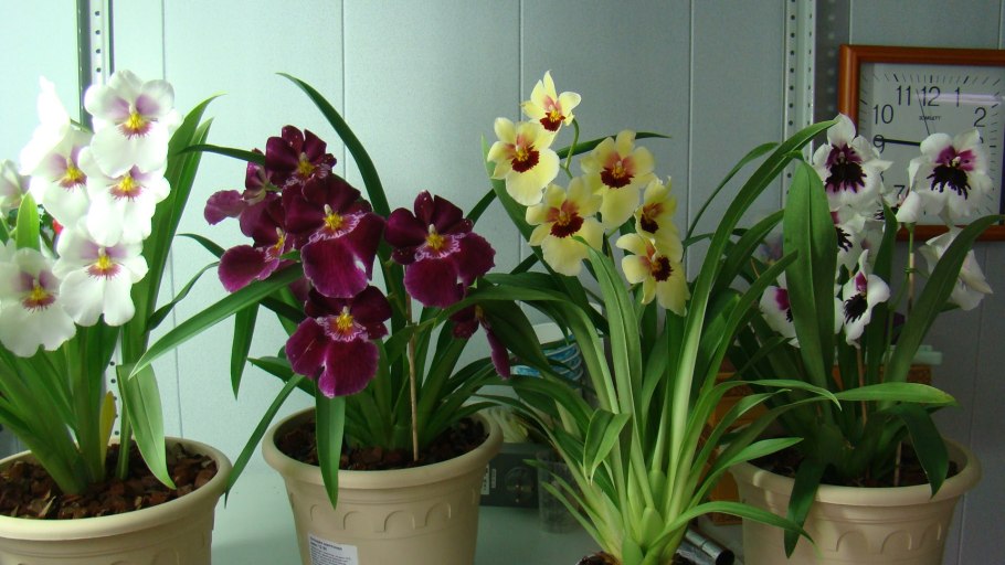 Орхидея Miltonia Hybrid