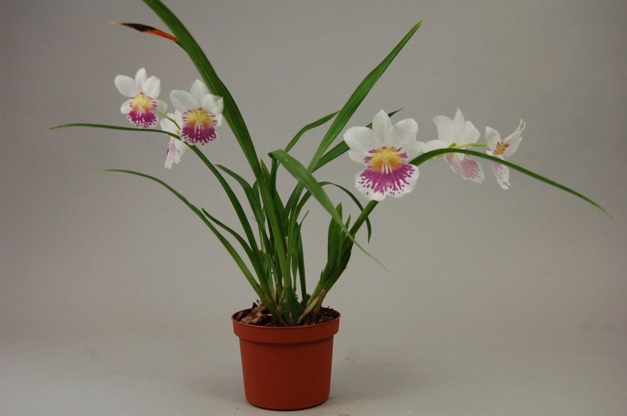 Miltonia Orchids