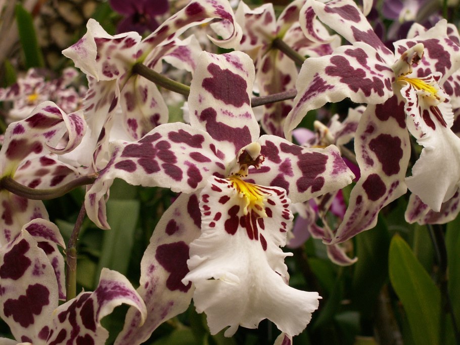 Мильтония желтая