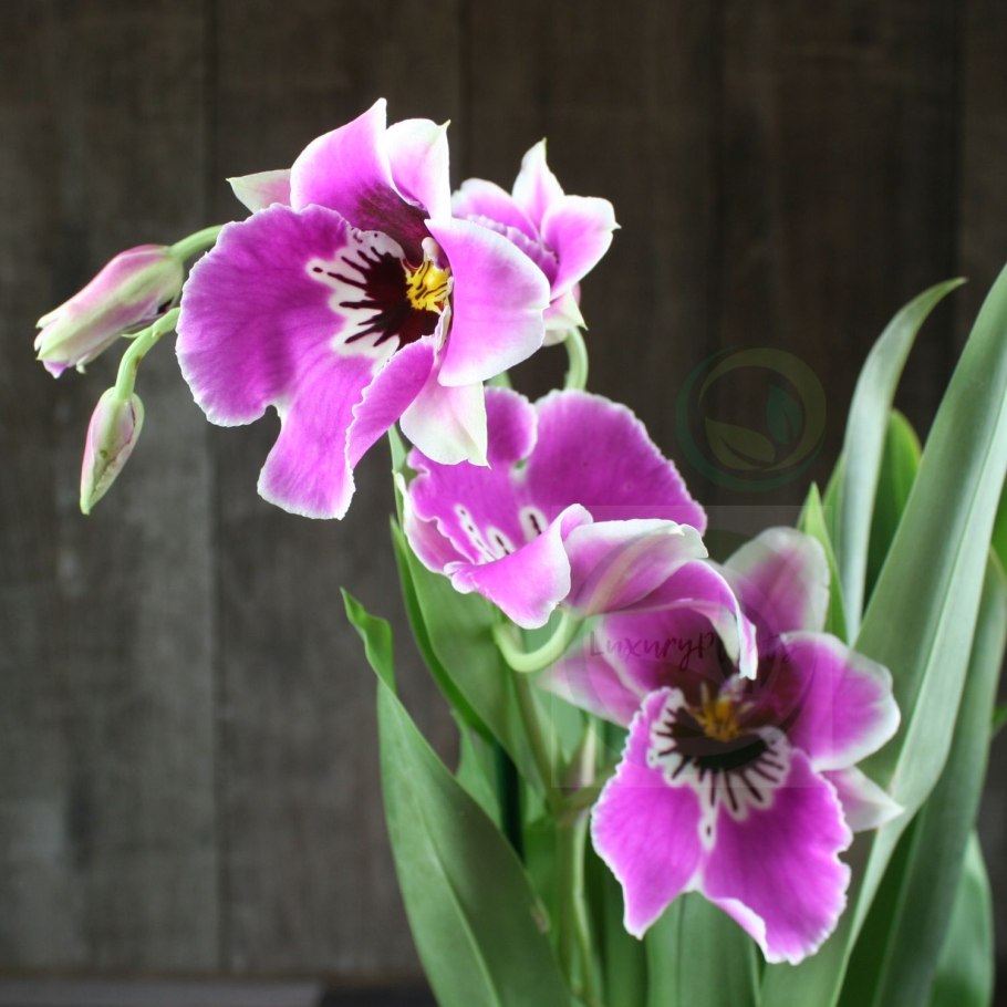 Мильтония Сансет уход