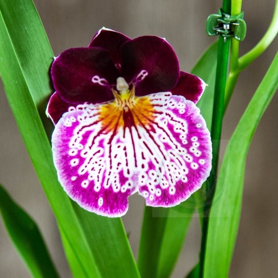 Орхидея Мильтония