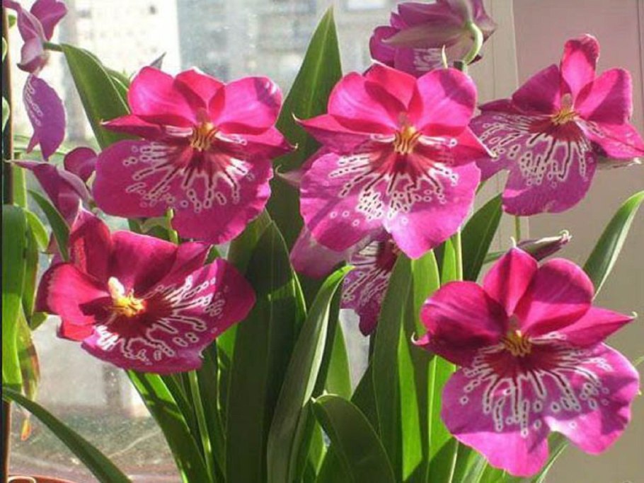 Мильтония Водопадная