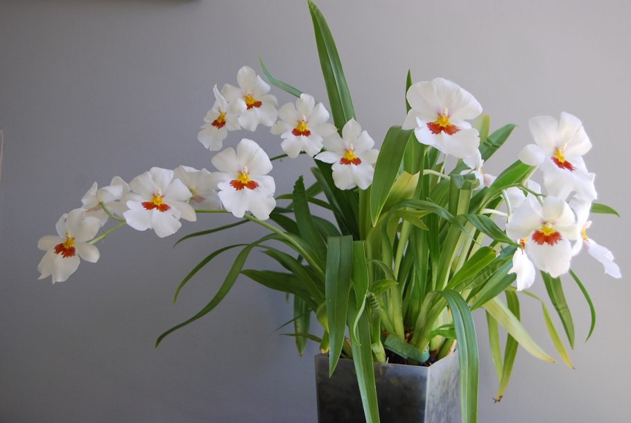 Мильтония (Miltonia)