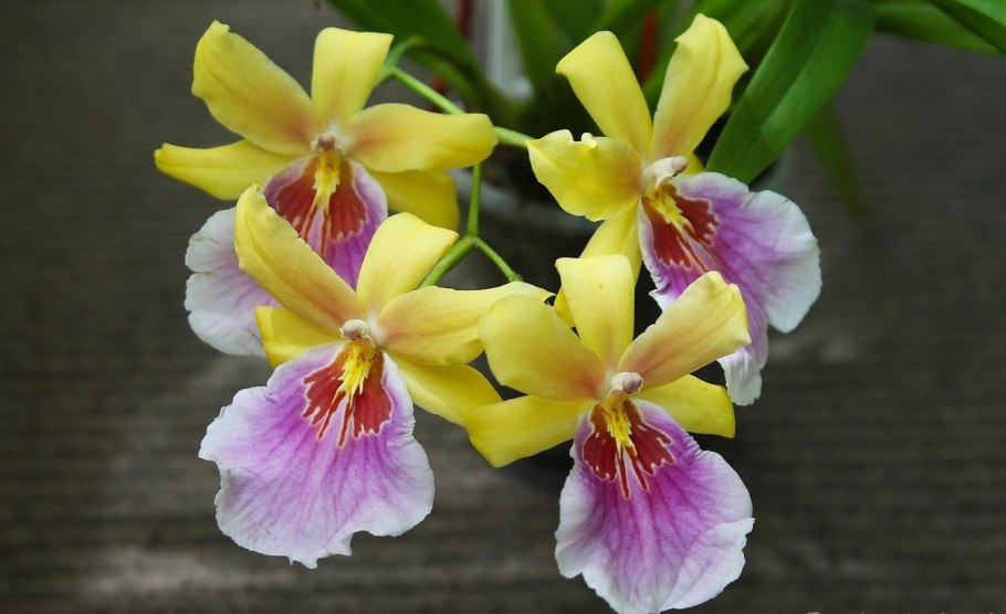 Орхидея Мильтония