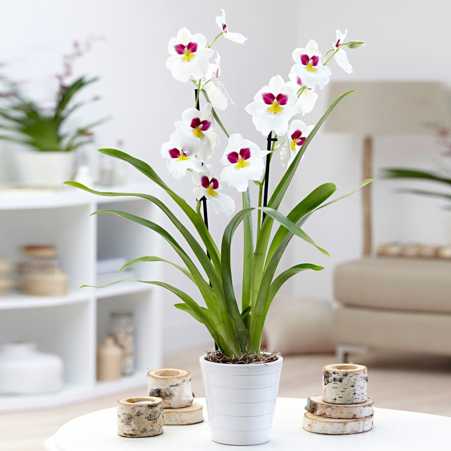 Орхидея фаленопсис мильтония