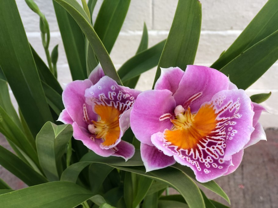 Мильтония микс