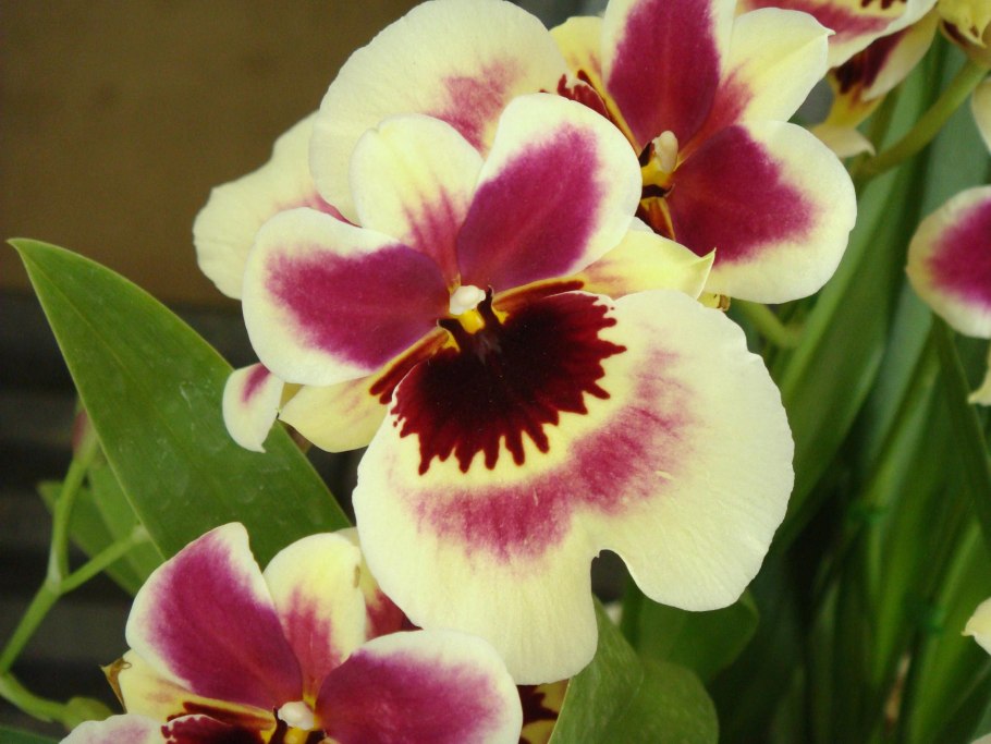 Орхидея Miltonia