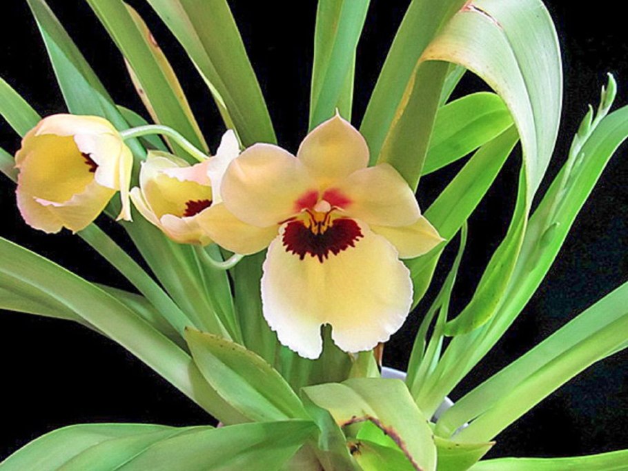 Мильтония (Miltonia)