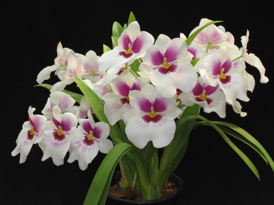 Мильтония (Miltonia)