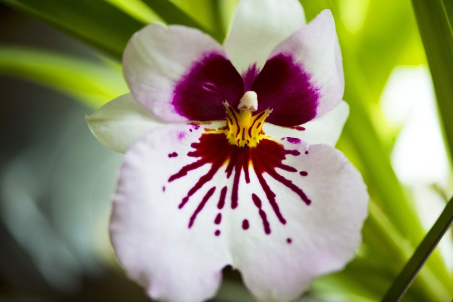 Орхидея Мильтония