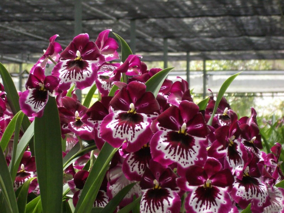 Мильтония Водопадная