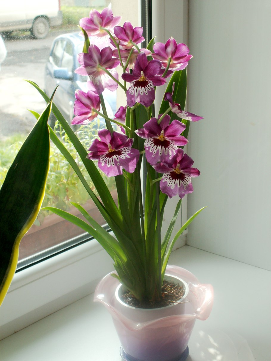 Мильтониопсис Сансет