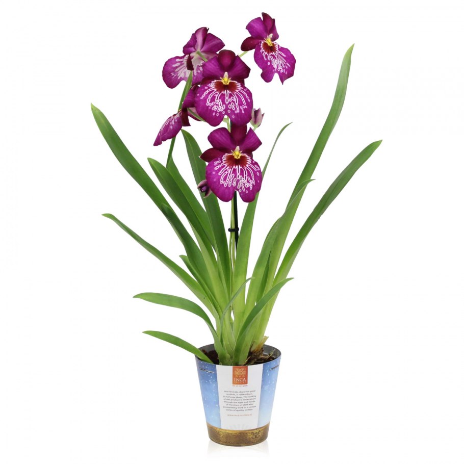 Мильтония (Miltonia)
