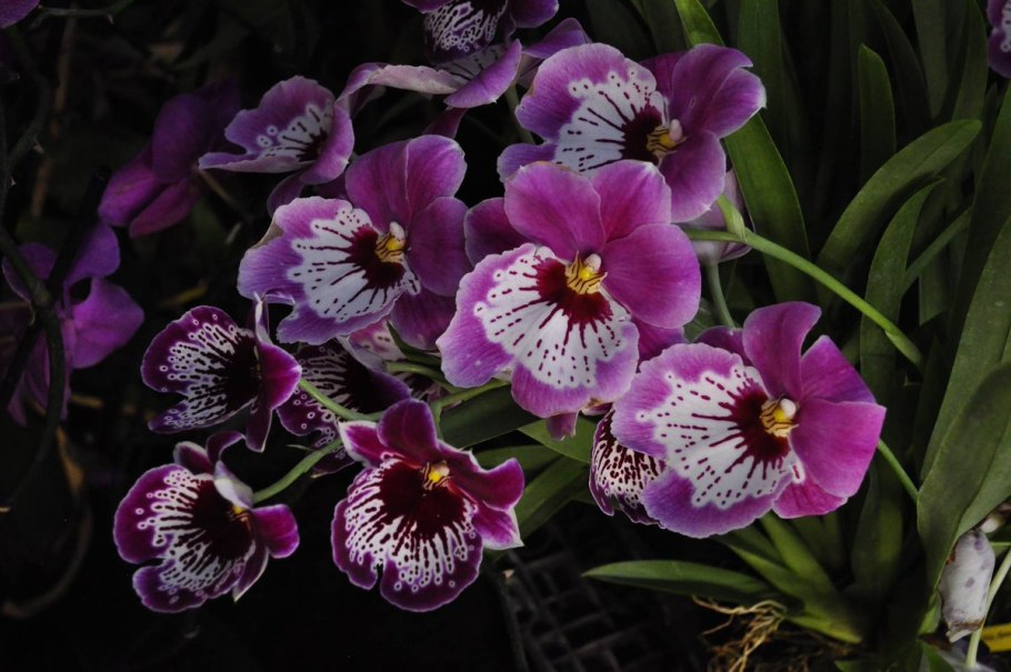 Орхидея Miltonia