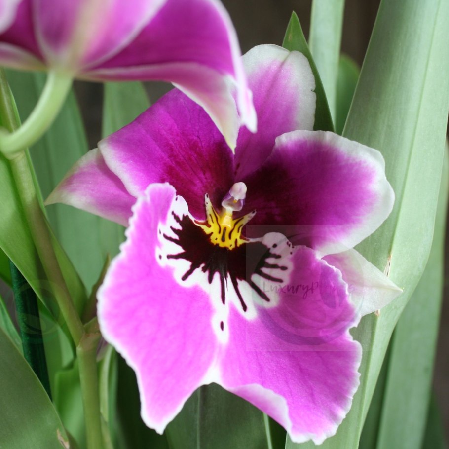 Мильтония Мильтониопсис