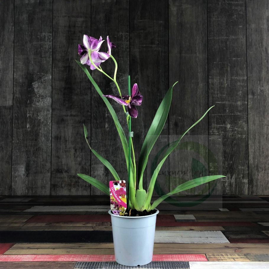 Орхидея Мильтония