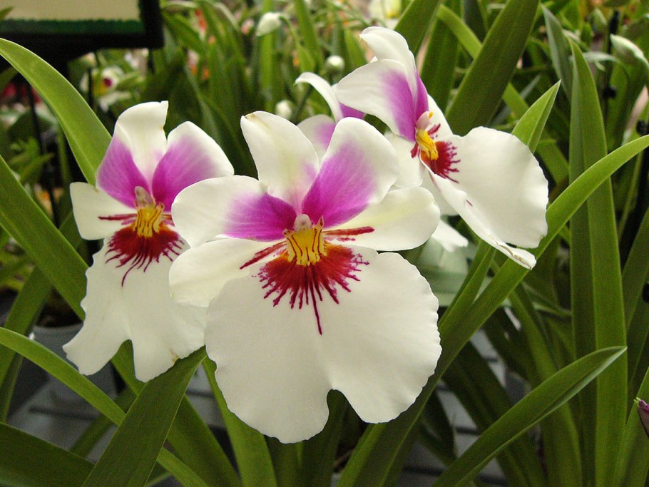 Мильтония белая