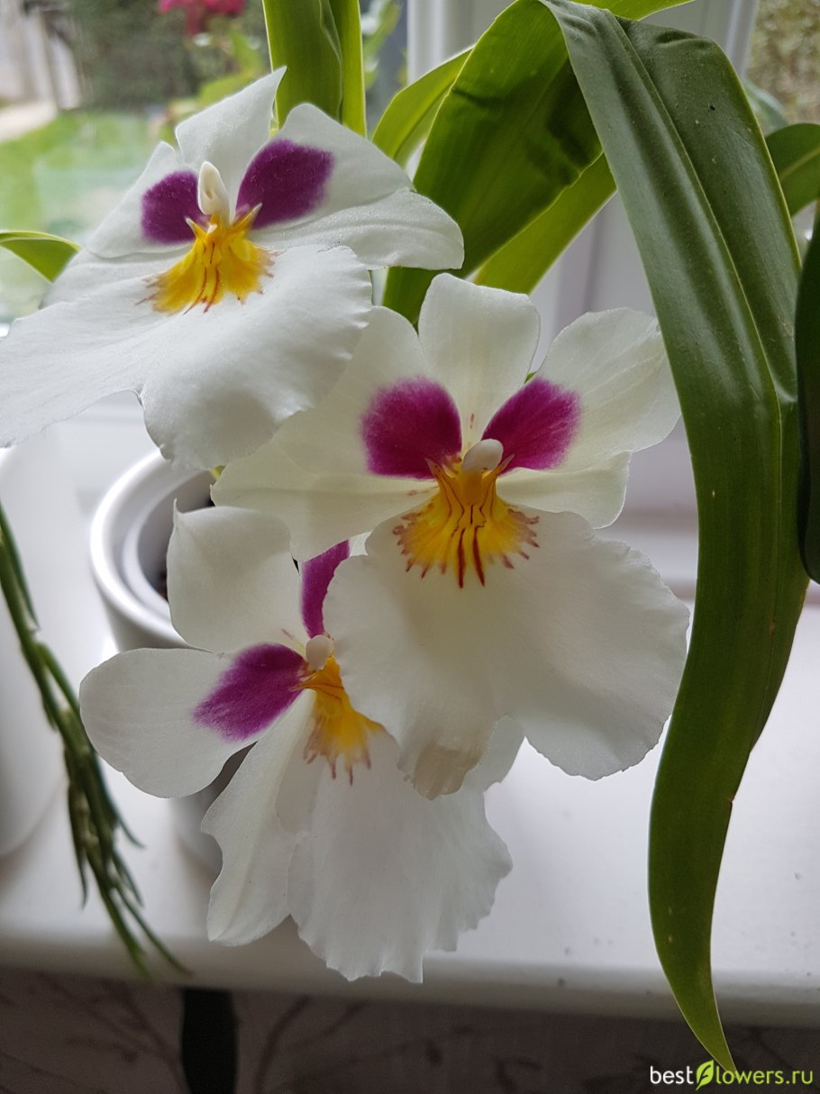 Мильтония Реньелли