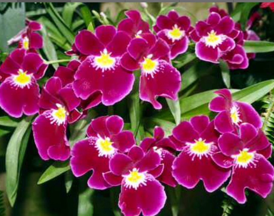 Мильтония Сансет