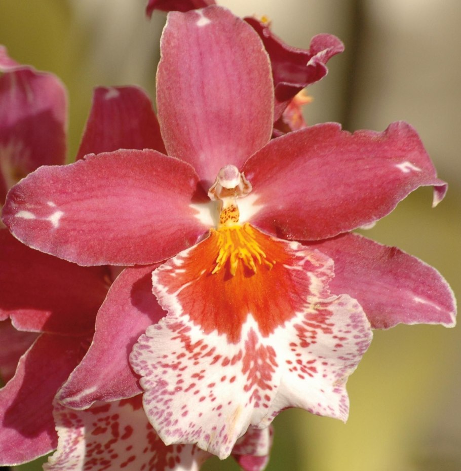 Орхидея камбрия мильтония