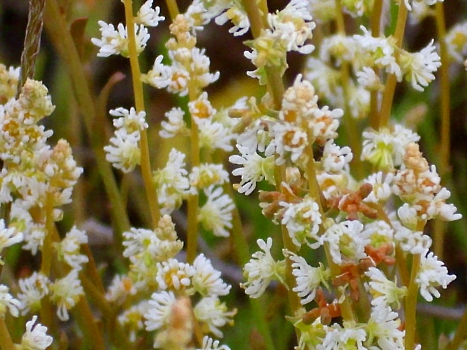 Sesamoides interrupta