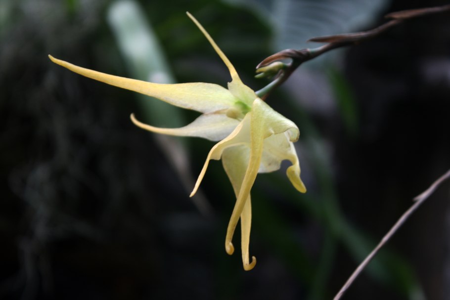 Aeranthes denticulata цветок