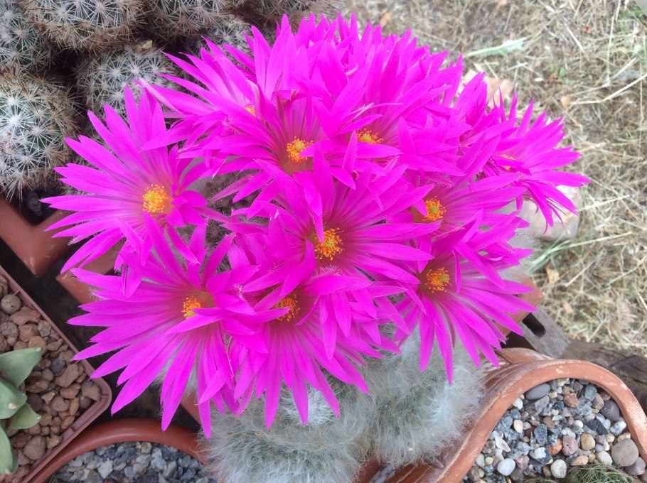 Mammillaria guelzowiana