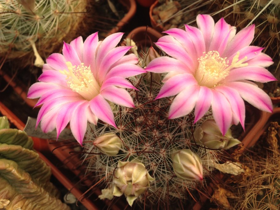 Маммиллярия побегоносная