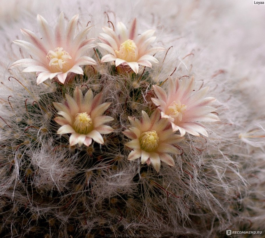 Маммиллярия мозг