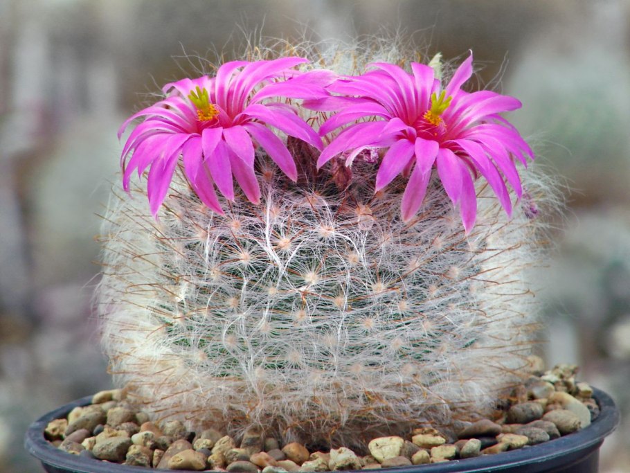 Маммиллярия Крайнция