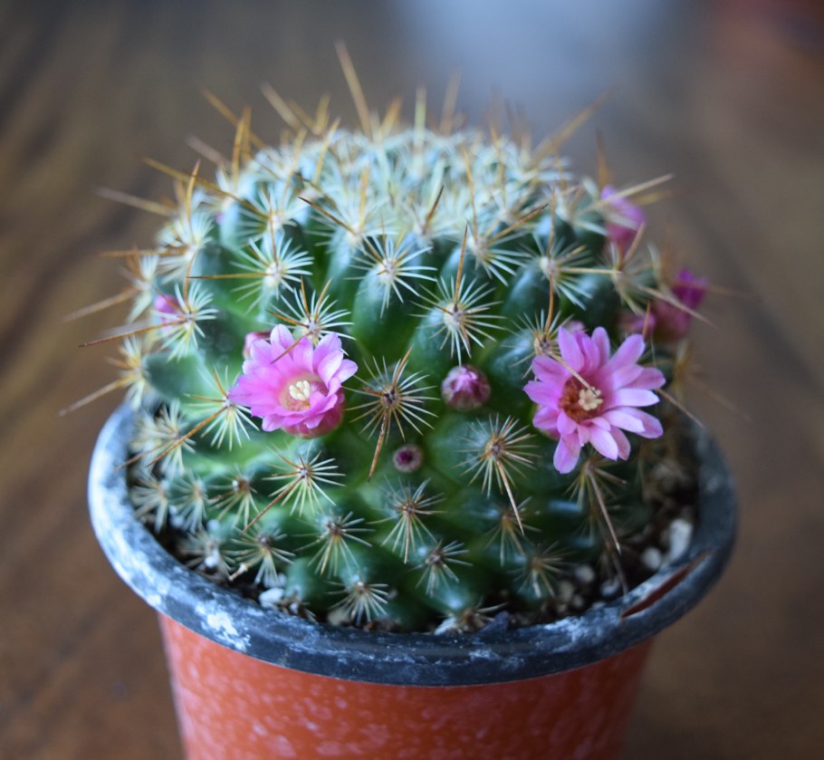 Кактус маммиллярия cactaceae