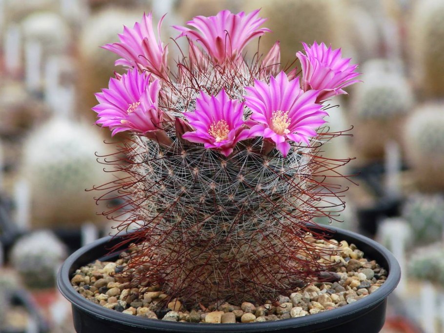 Маммиллярия Крайнция