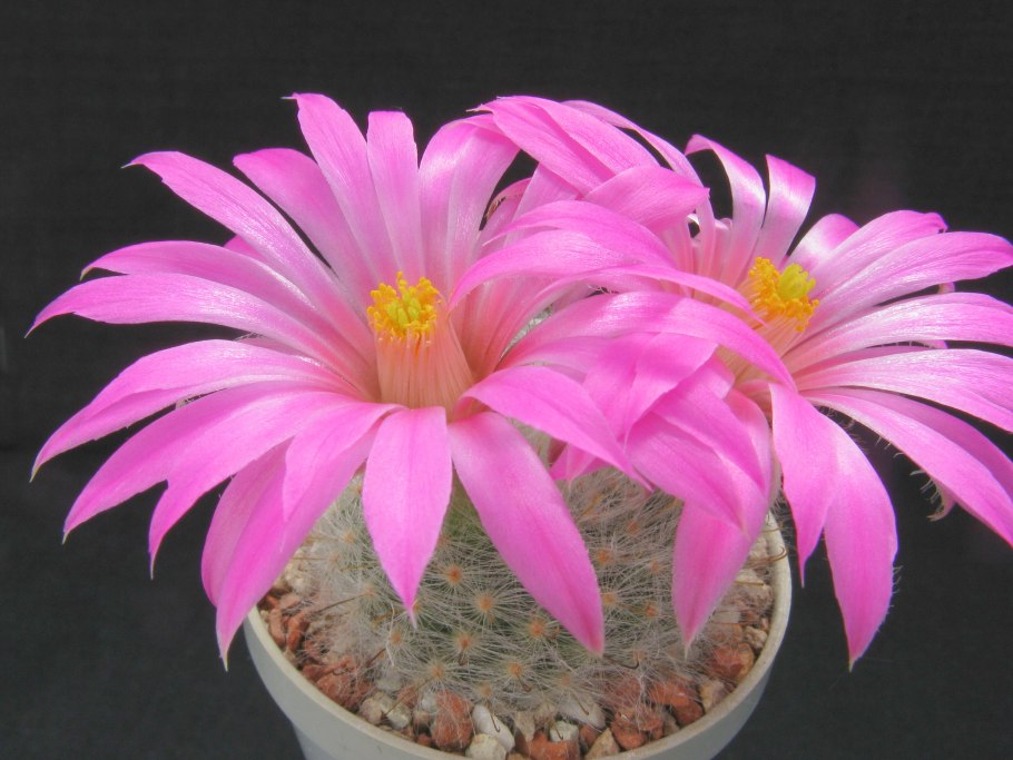 Mammillaria (=Krainzia) guelzowiana