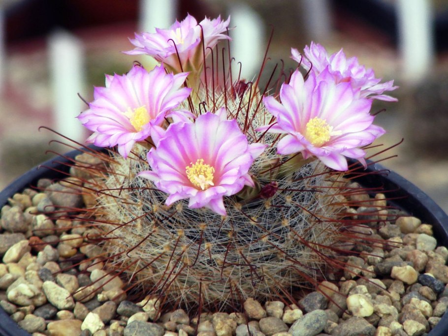 Krainzia guelzowiana p 302