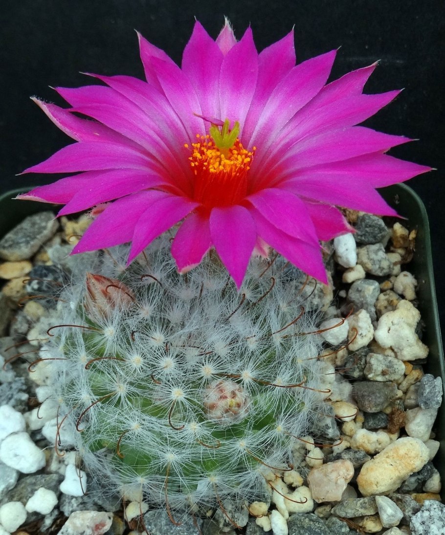 Krainzia guelzowiana