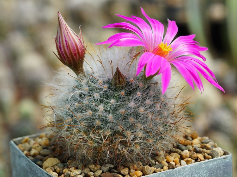 Маммиллярия Крайнция Гюльцова