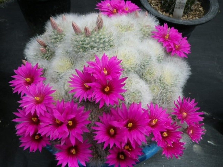Mammillaria guelzowiana