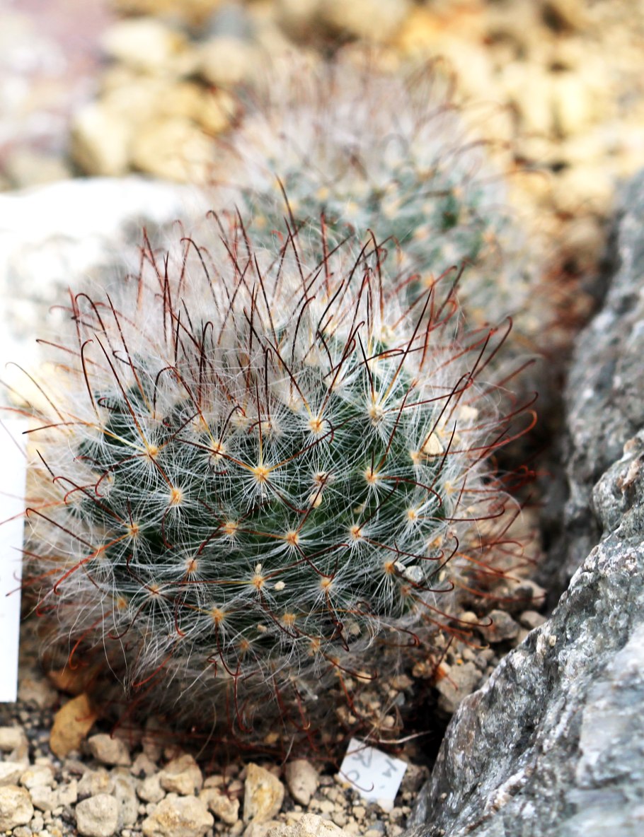 Маммиллярия Спиноза фото