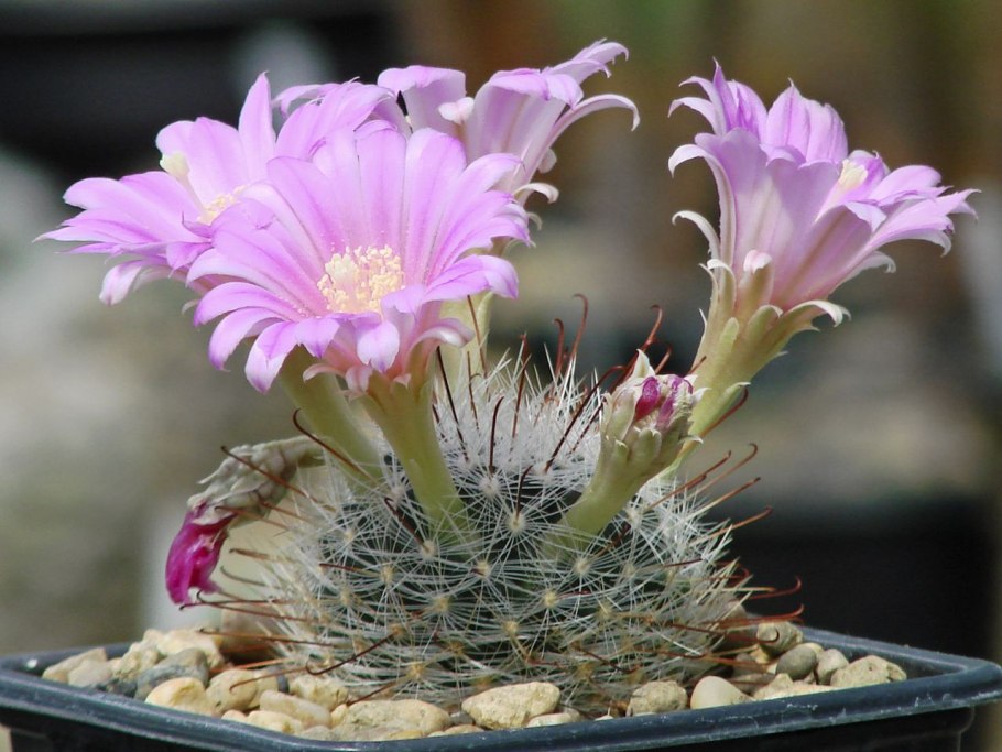 Krainzia guelzowiana